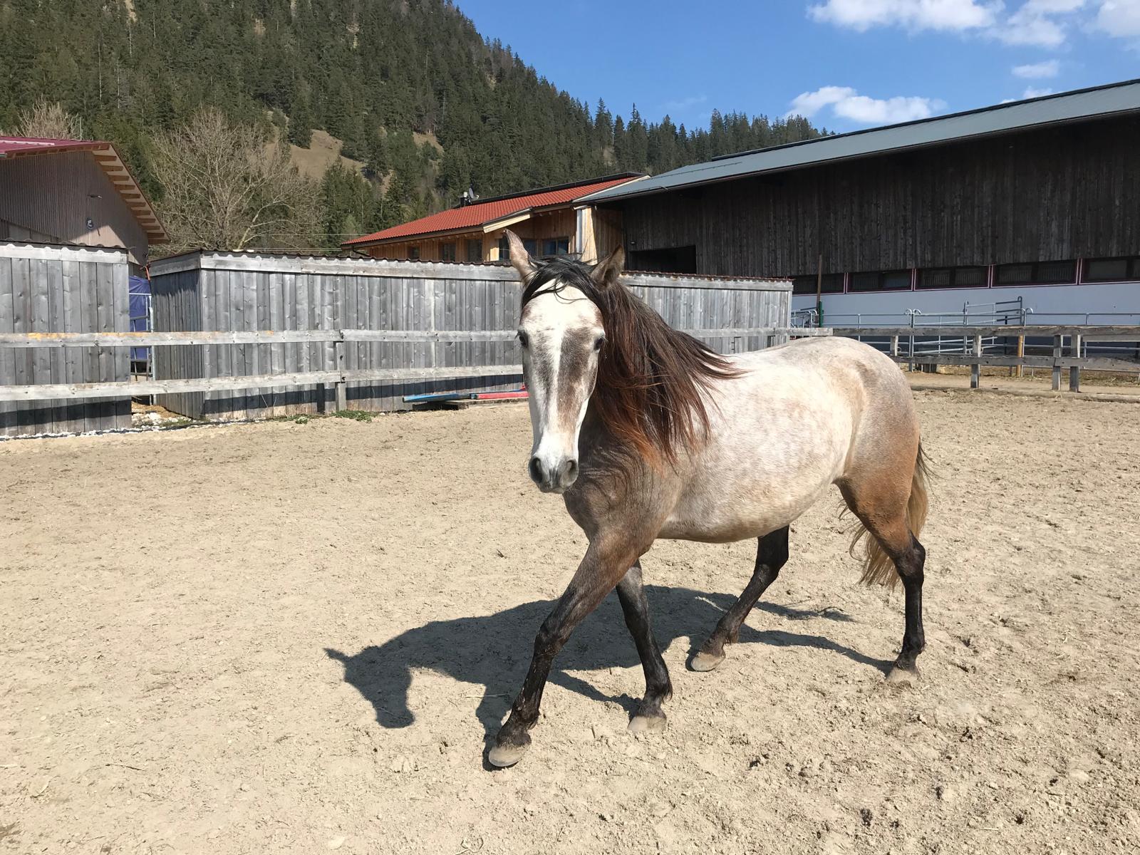 Sanfte Hufpflege am Pferd